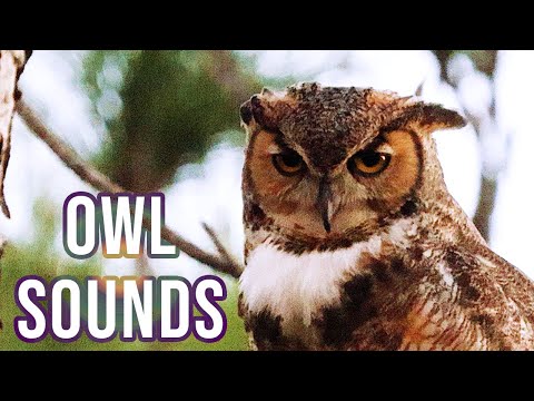 Great Horned Owls Calling To Each Other!