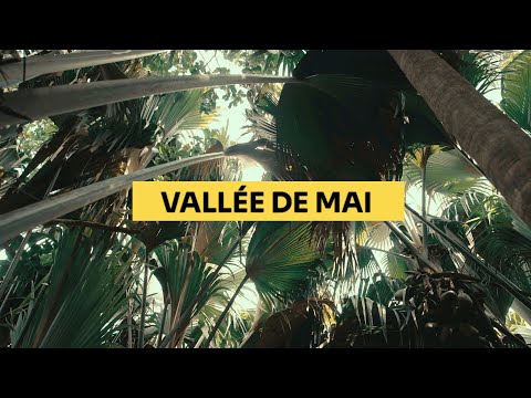 Coco de Mer and Jungle Vibes – Discover Vallée de Mai