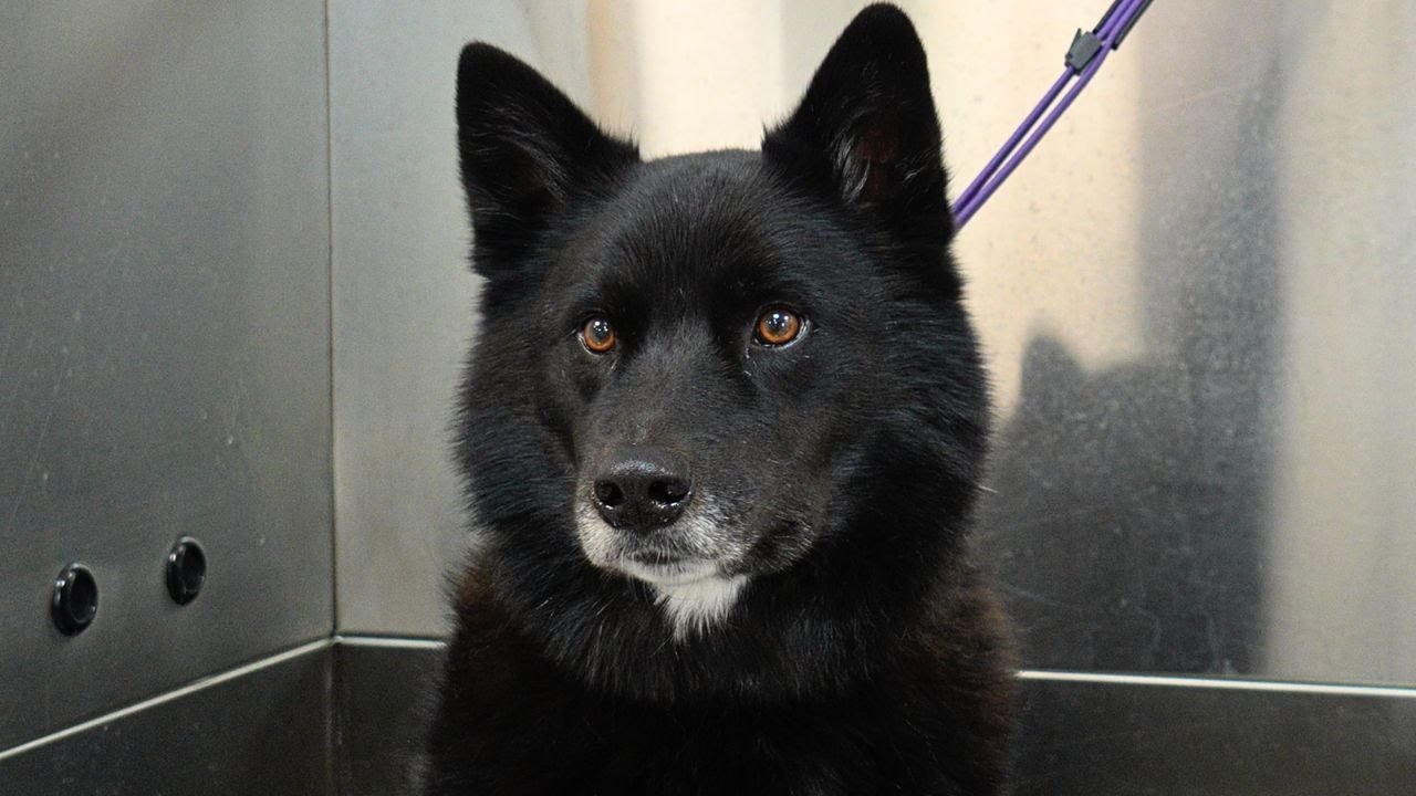 A unique mix of dog ends up being the easiest groom of the year