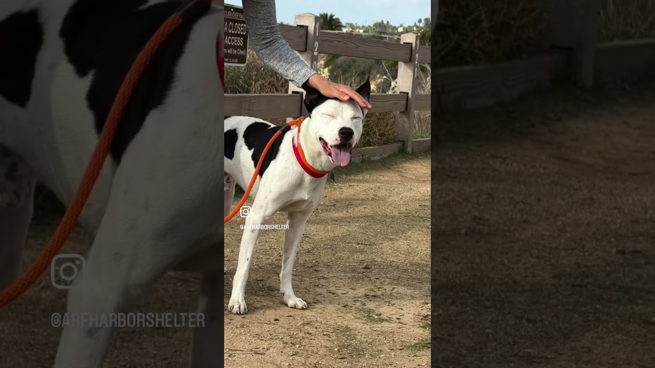Enlarge Gambino , a ADOPTABLE mixed breed in Rancho Palos Verdes, CA video 2/6