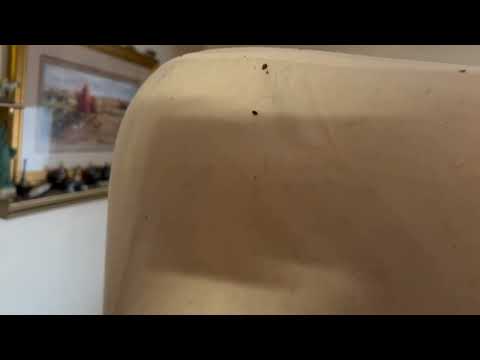 Drawers & Mattress Infested with Bed Bugs in Old Bridge, NJ
