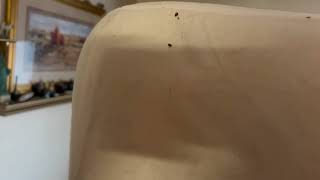 Watch video: Drawers & Mattress Infested with Bed Bugs in...