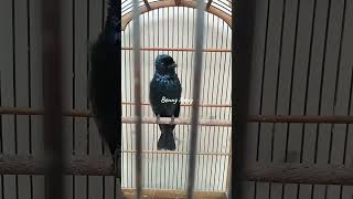 Download lagu SRIGUNTING KRANTIL SAERAN RAMBAY GACOR FULL TEMBAKAN mp3