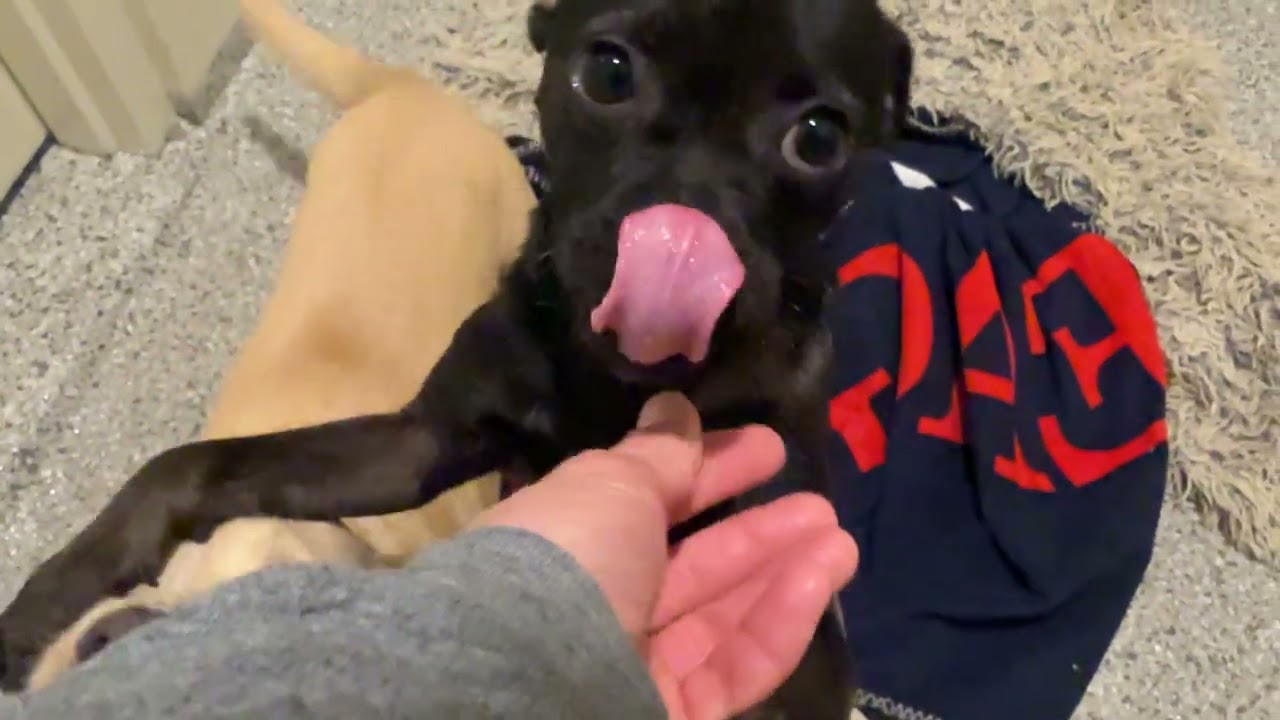 Enlarge Gus-The Smiling Boy from Weslaco, a Adoptable mixed breed in Austin, TX video 2/6