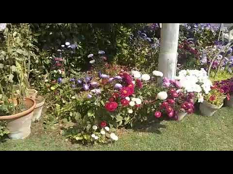 Beautiful flowers 🌹