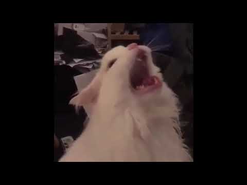 Happy Birthday but it's sung by Thurston Waffles