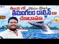 Mirissa Full Tour In Telugu Mirissa Beach Whale Watching Dolphins Watching Ep 8 Of Sri Lanka
