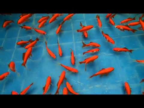 Forårstilbud på Guldfisk i Neonfisken