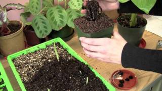 Growing Banana Plants From Seed