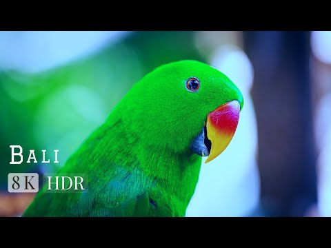 8K VIDEO BALI | Bali in 8k ULTRA HD HDR - Paradise of Asia