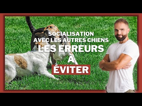 La socialisation chez le chien : les erreurs de dressage classique à éviter