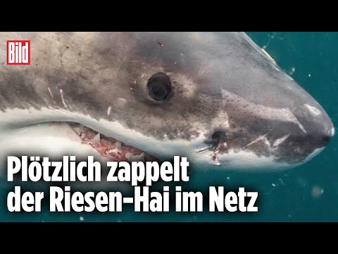 4-Meter-Koloss im Netz: Fischer fangen gewaltigen Weißen Hai | Kalifornien