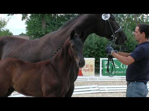 Hf v Dantes Junior x Destano x Londonderry 2019a