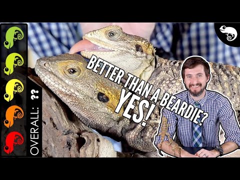 Painted Agama, The Better Bearded Dragon?
