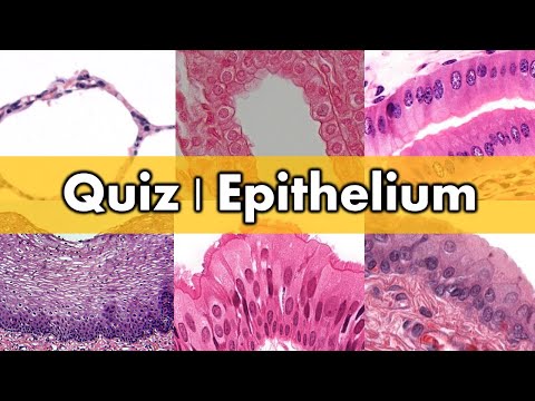 Review and Quiz | Epithelium