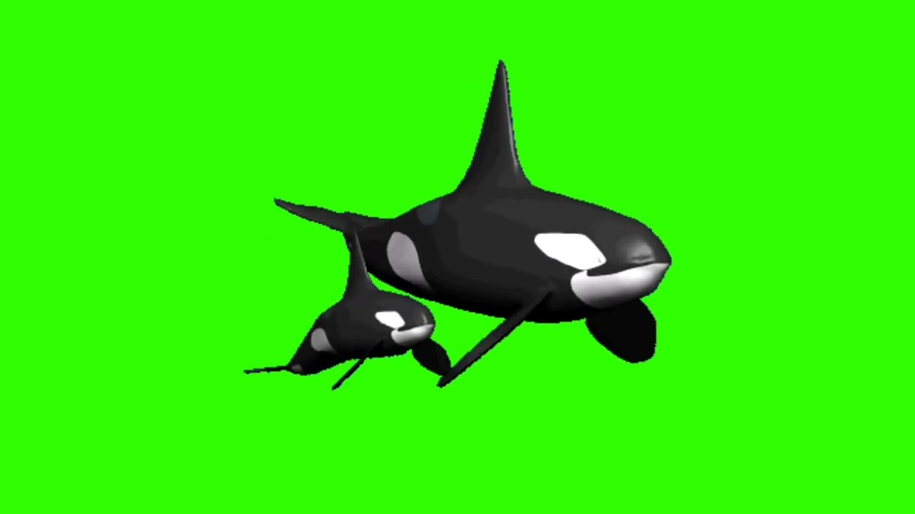 Green Screen Animation - 3D Orca Whale ( animal cartoon )#greenscreen #animalgreenscreen