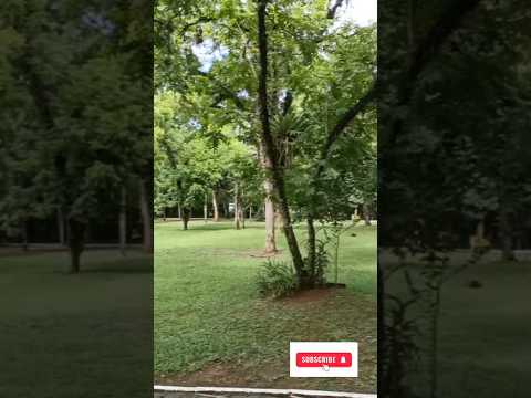 Caminhada Terapêutica! Bosque Municipal Carlos Gerd Schroeder, Rio do Sul -SC