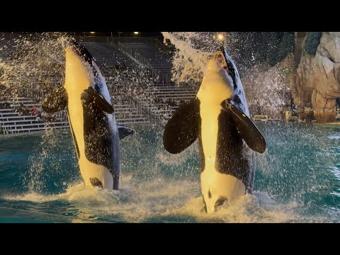 Orca Encounter 2.0 (Full Show) - SeaWorld San Diego - November 9, 2025