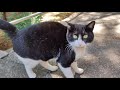 The Pink Nosed Tuxedo Cat Frisking Around Me Is So Cute