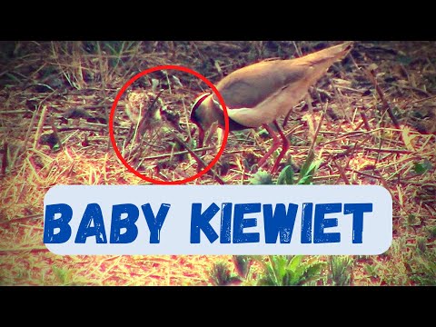 Kiewiet Bird Teaching Baby How To Find Food