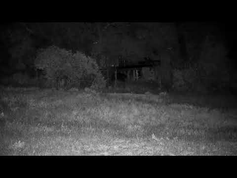 Djuma: Leopard-Molwati male quietly walks by - 05:37 - 07/20/2022