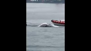 Morta la balenottera avvistata a Napoli, il video del recupero