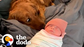 Golden Retriever Thought The Baby Stuff Was For Him | The Dodo by The Dodo
