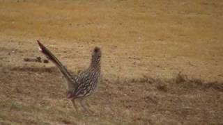A New Mexico Roadrunner