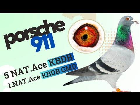 Porsche 911 |  PIPA Elite Center