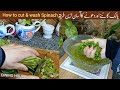 How To Clean Cut Palak Spinach By Dining Hour Palak Katne Ka Asaan Tarika Palak Washing Tricks