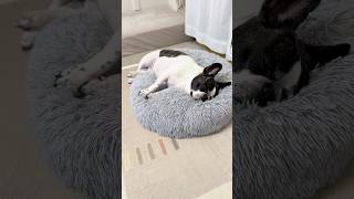 フレブルのゴールデンウィークの過ごし方🎌