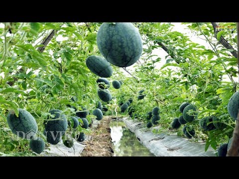 WOW! Amazing New Agriculture Technology - Watermelon