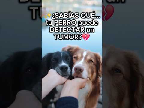 💔🐶Tu PERRO te pude SALVAR la VIDA.    #perros #cancer #amor