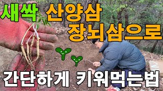 새싹 인삼 산에서 간단하게 키워먹는법 장뇌삼 산양삼 산삼