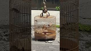 Download lagu BURUNG SANMA ORIENTAL SKY LARK ISTIMEWA mp3 Download lagu BURUNG SANMA ORIENTAL SKY LARK ISTIMEWA mp3