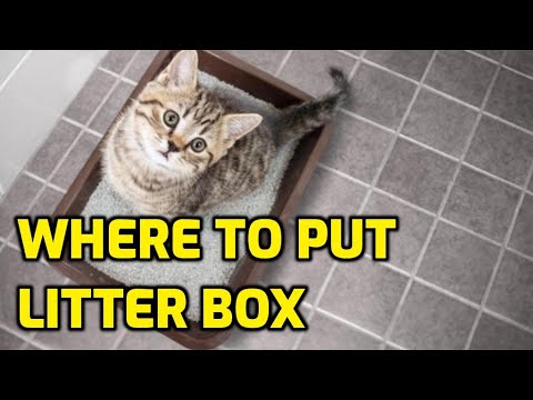 YouTube video about: Where to put a litter box in a small apartment?