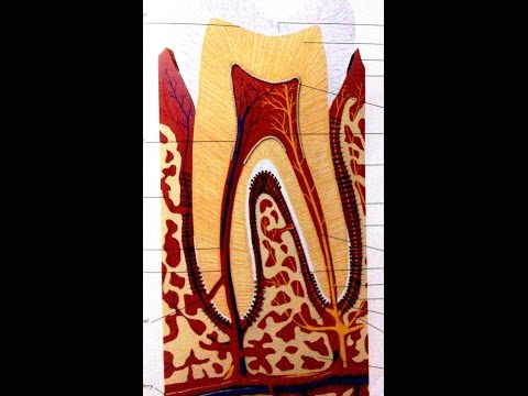 Periodontitis: Diagnosis And Management