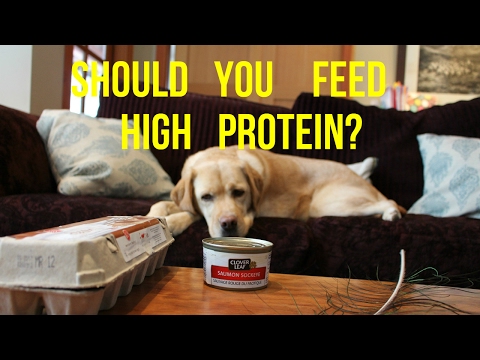 Should You Feed Your Dog High Protein?