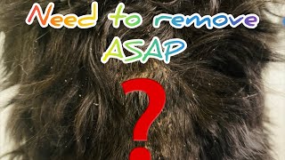 How to remove dry skin on your dog’s back and cure it - no vet required