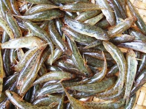 Cá bống sông Trà món ăn gây thương nhớ của vùng đất hương vị sông quê Quảng Ngãi