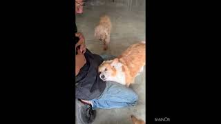 Video preview image #1 Pembroke Welsh Corgi Puppy For Sale in Seattle, WA, USA