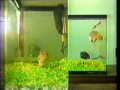 Pat Richardson Velcra Gerbil Infomercial