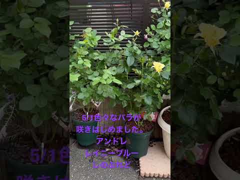 園芸 中国のバラの茂み