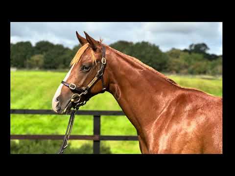 Lot 140 Havana Grey x Fire Line