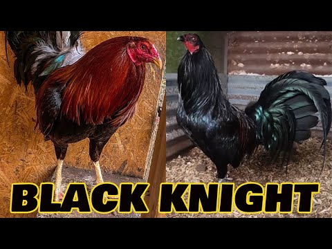 Hawaii Beautiful Black Birds - Black | Deathrow Farm
