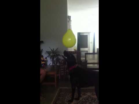 Buddy trying to catch balloon..