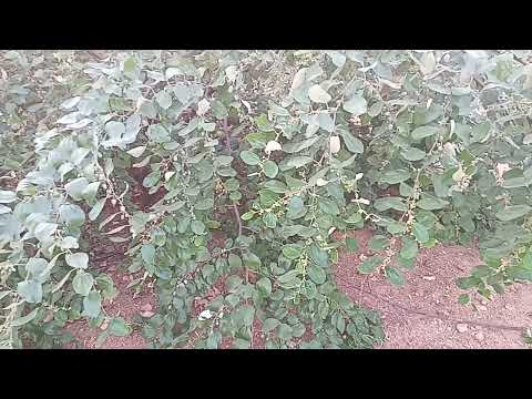 Bora harvesting prisha