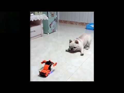 💗Cute And Funny Pets   Try Not To Laugh To These Pets Compilation #7💗 Cutest Lands 1-petloverlikeyou