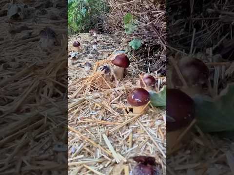 Growing Wine Caps in the South West | Gardening with Mushrooms
