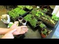 Three Minute Garden Tips: Growing Thyme & Oregano Indoors  (Start to Finish): The Rusted Garden 2013